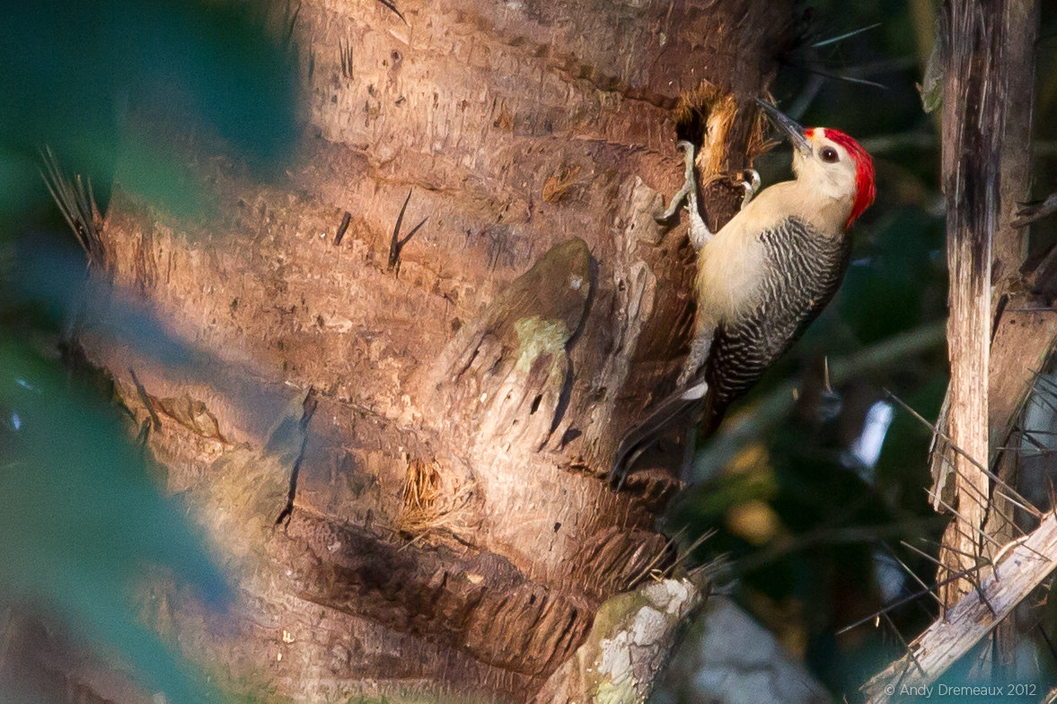 Woodpecker