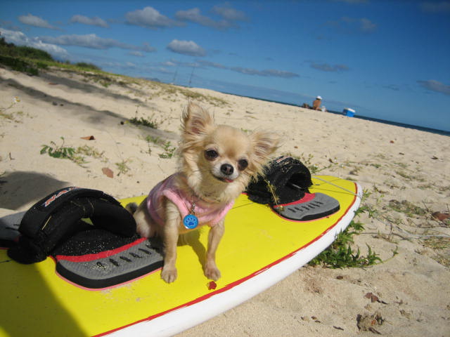 Surfer Girl