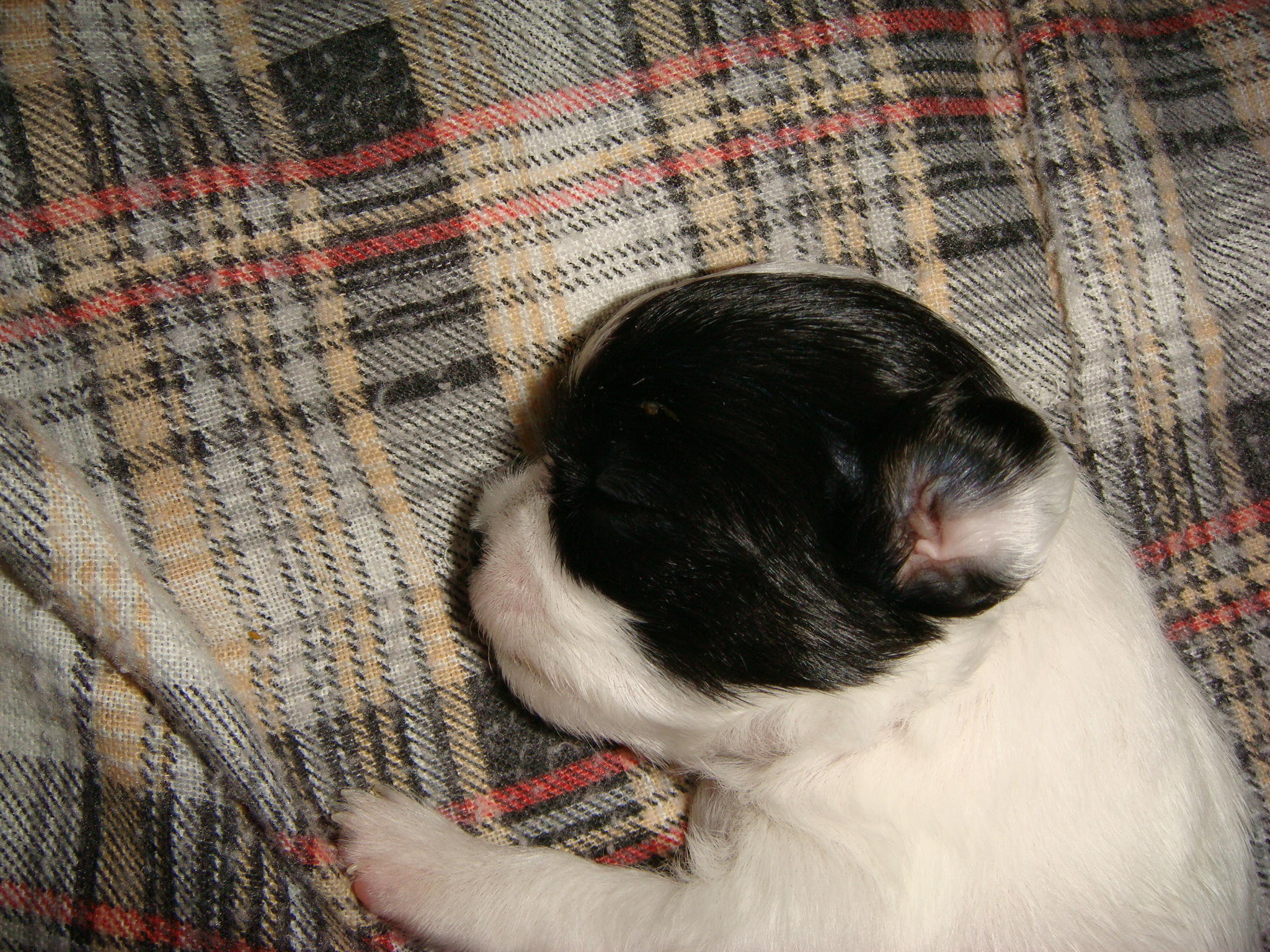 18 days old