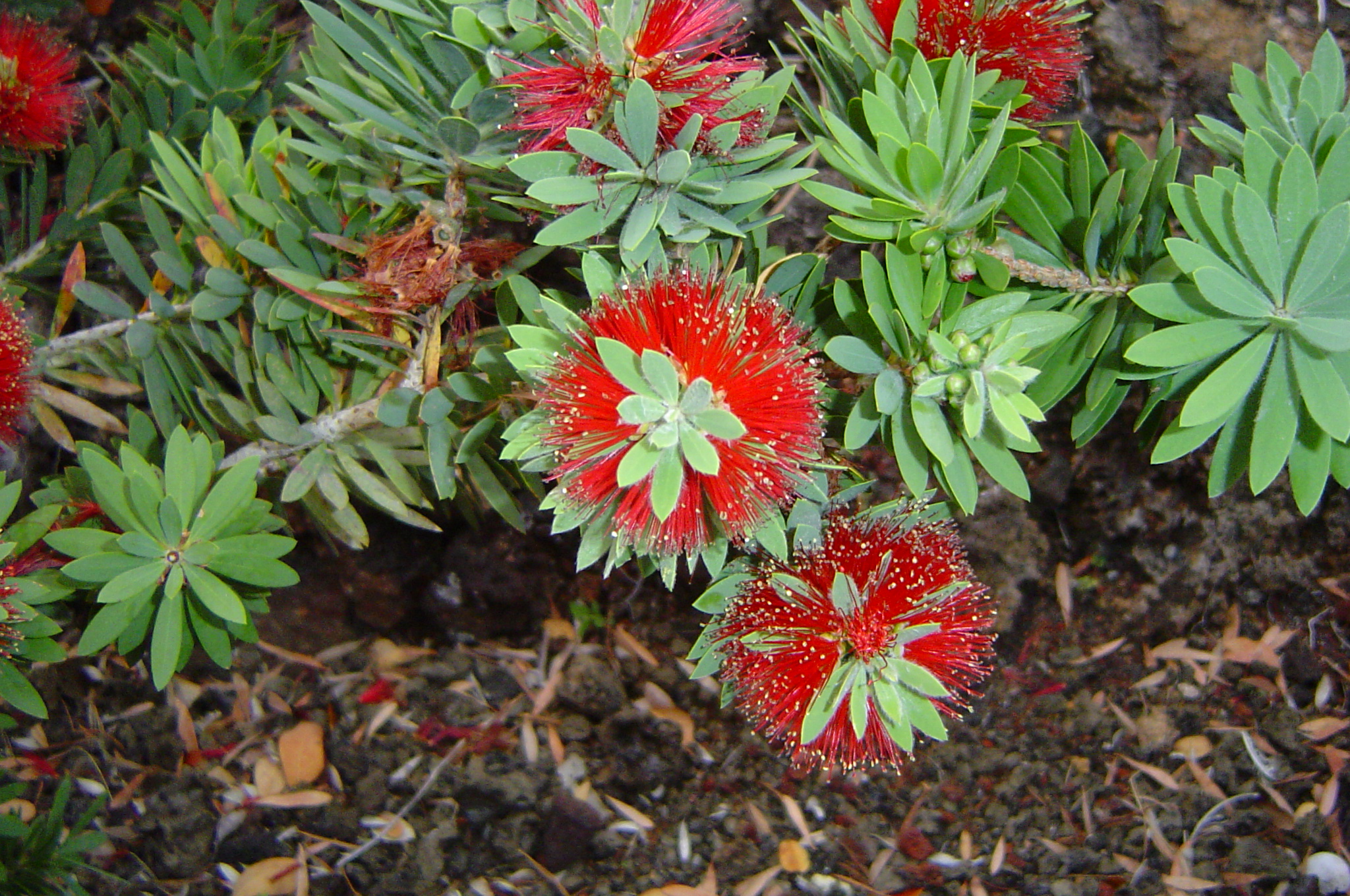 Lehua Ohia