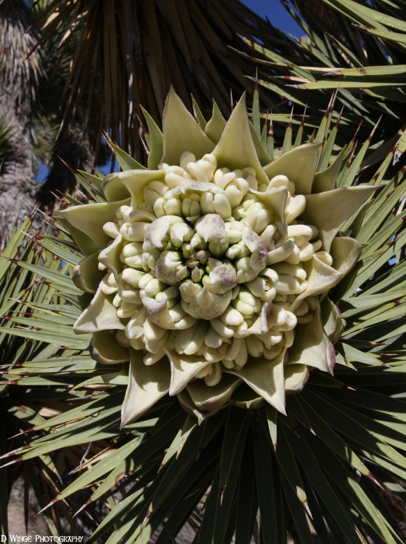 Joshua Tree