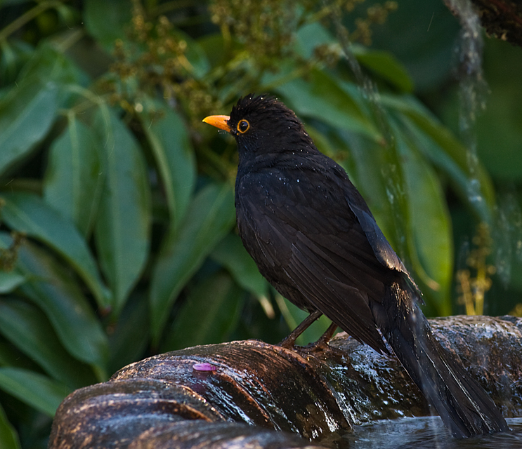 black bird having a bath.jpg