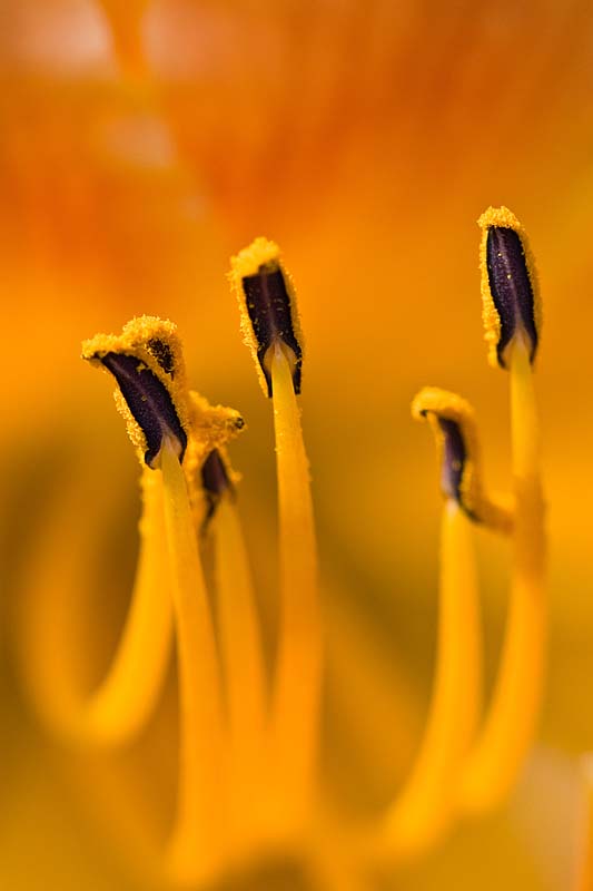 Day Lily