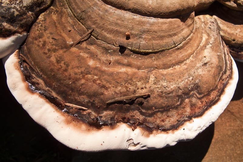 Elephants Foot?