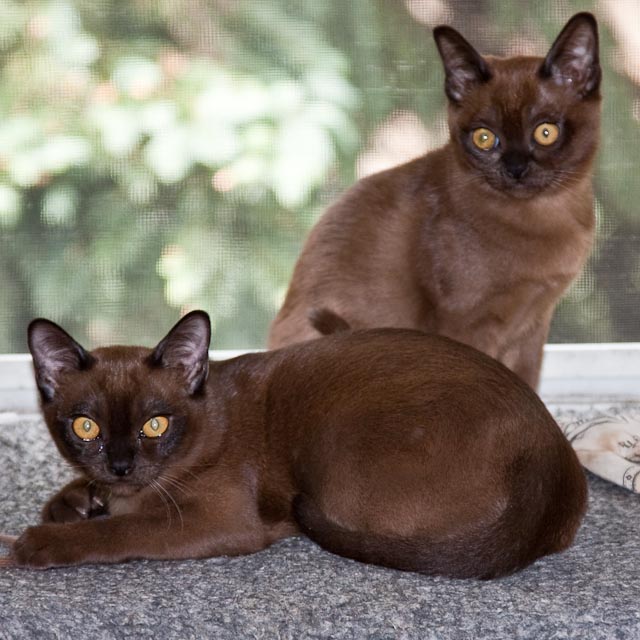 Rosie & Millie