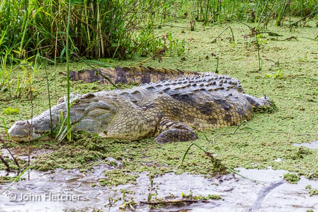 Large Croc
