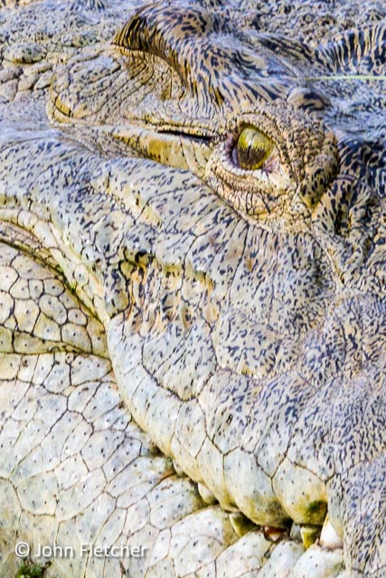 Crocodile Abstract