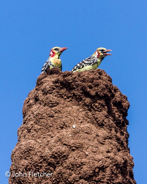 Barbets on a Termite Mound