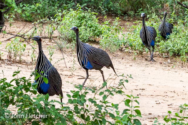Vulture Guinea Fowl