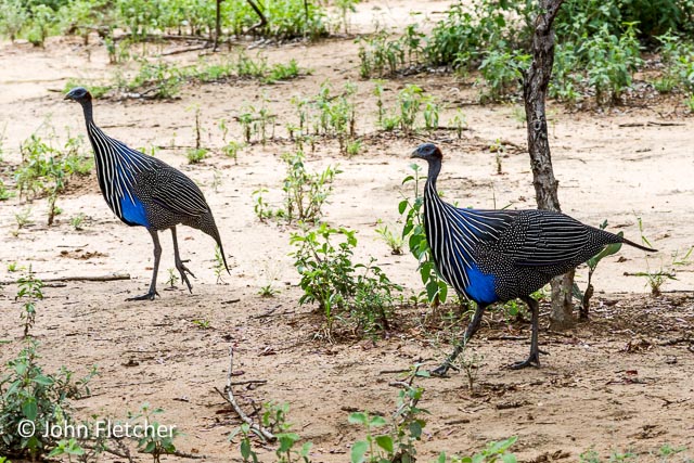 Vulture Guinea Fowl