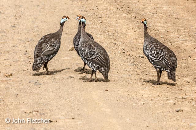 Helmeted Guinea Fowl