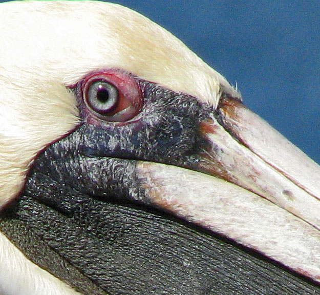 A 100% crop of the previous image.