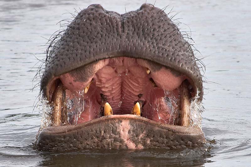 Gulp!