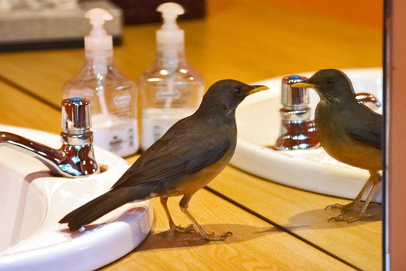 Avian Vanity?