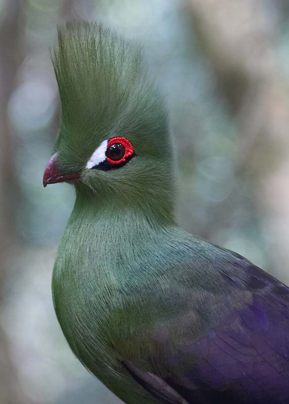 Buffoni Green Touraco