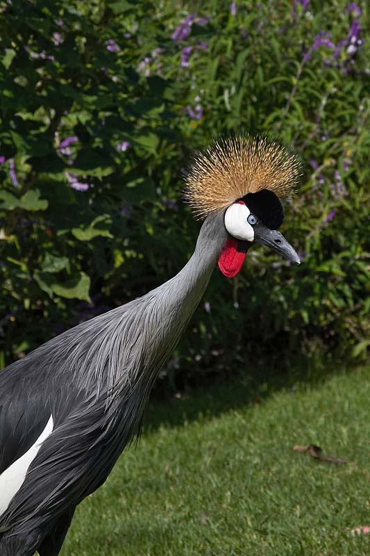 Crowned Crane