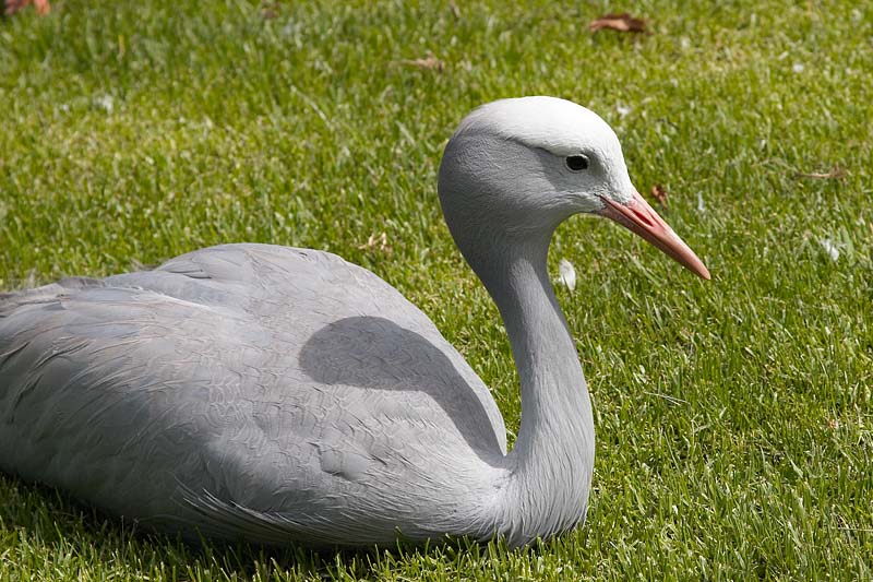 Blue Crane