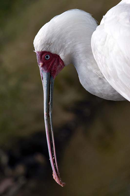 African Spoonbill