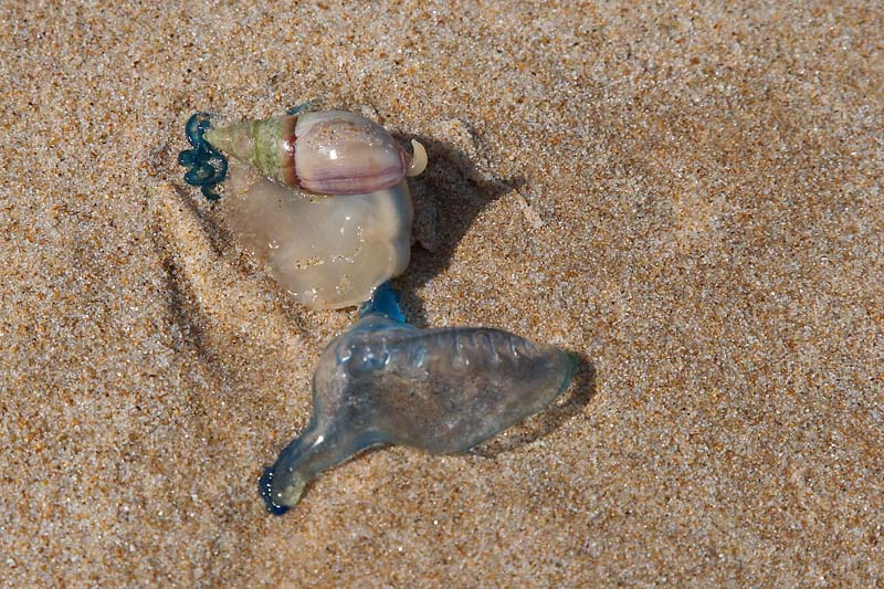 Mollusk Feeding on a Blue Bottle