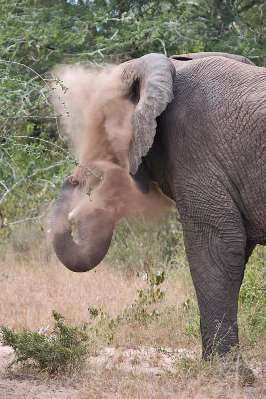 Elephant Face Powder?