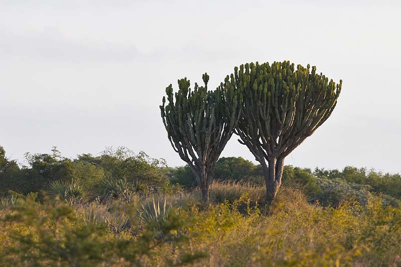 Euphorbia
