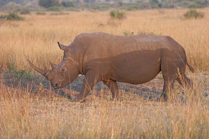 White Rhino