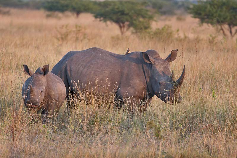 White Rhino