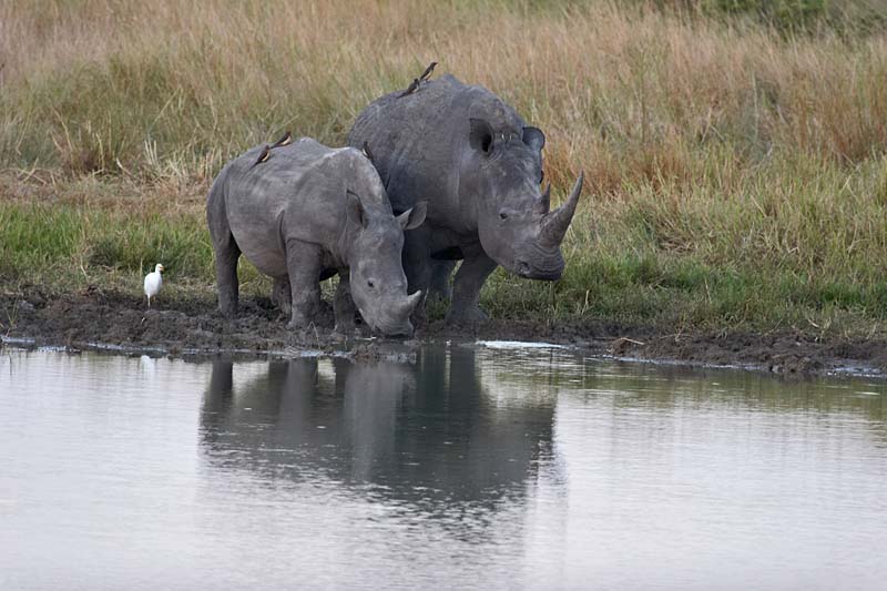 White Rhino
