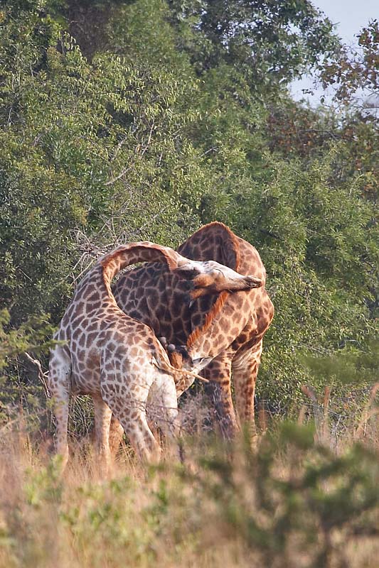 Giraffes Fighting