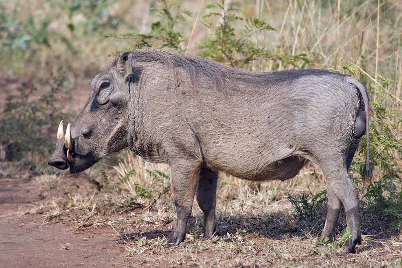 Warthog