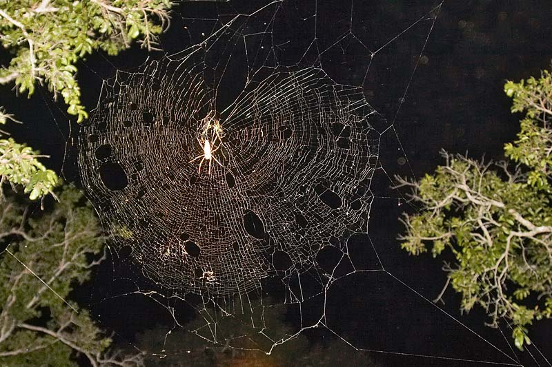 Golden Orb Spider