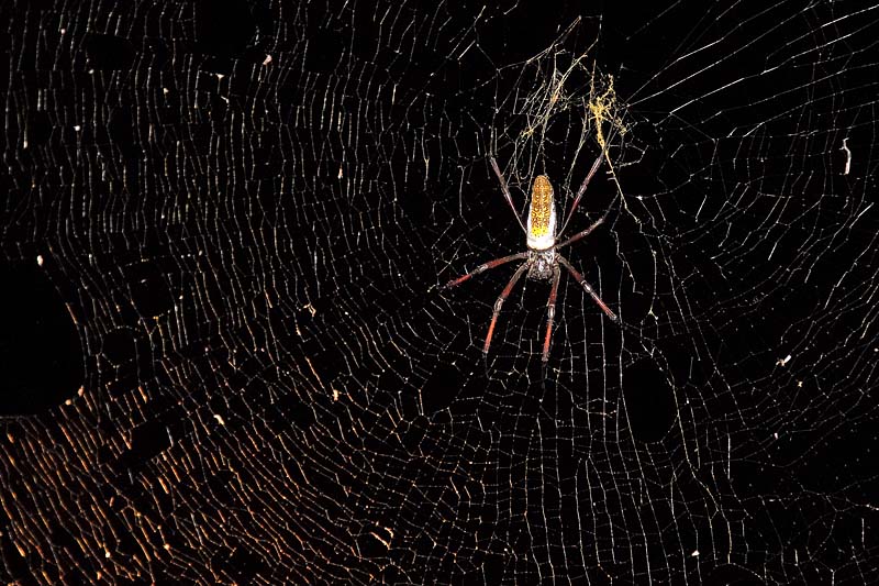 Golden Orb Spider