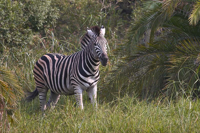 Zebra