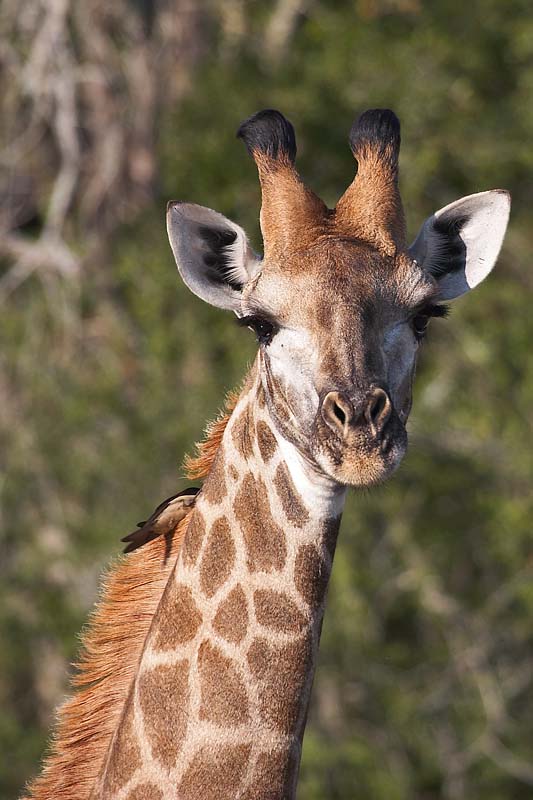 Female Giraffe