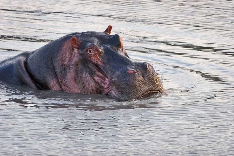 Hippopotamus