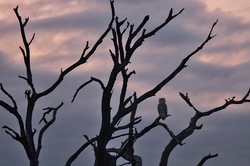 Owl at Sunrise