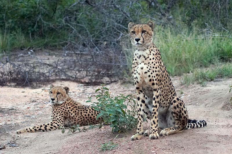 Cheetah Brothers