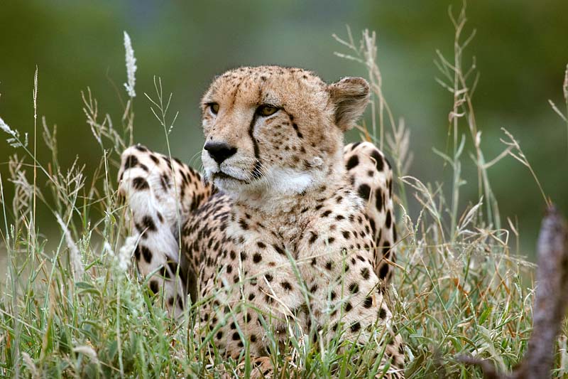 A watchful Eye at Rest