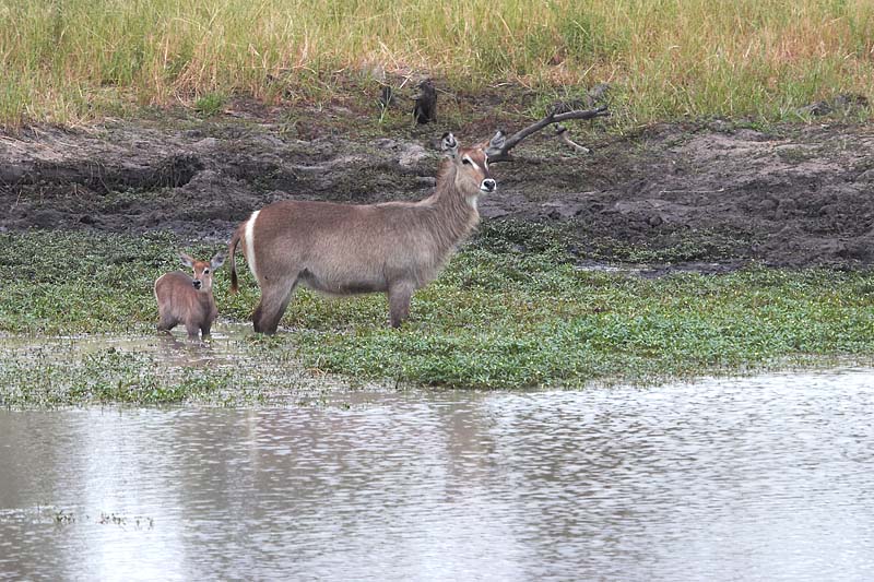 Female Waterbuck