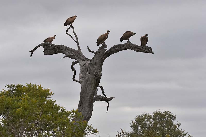 Vultures