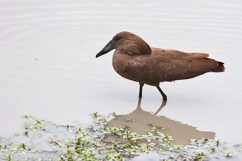 Hammerkop