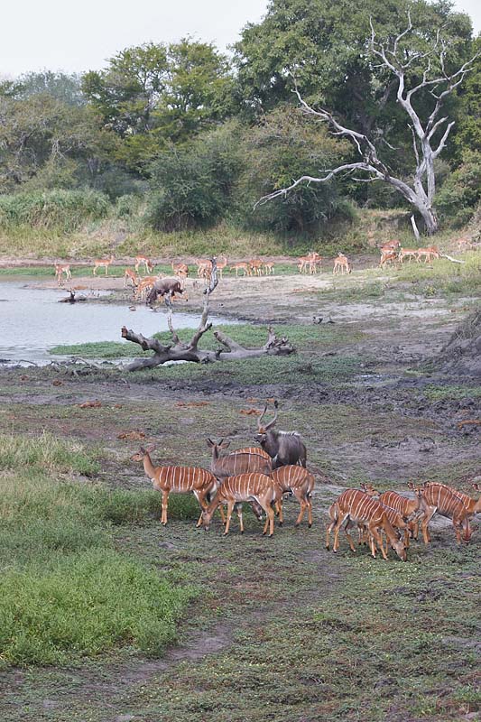 Nyala