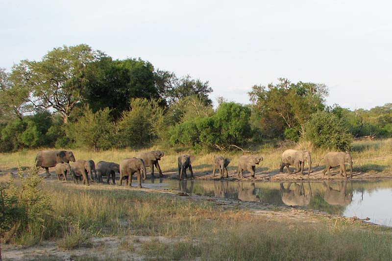 Elephant Breeding Herd