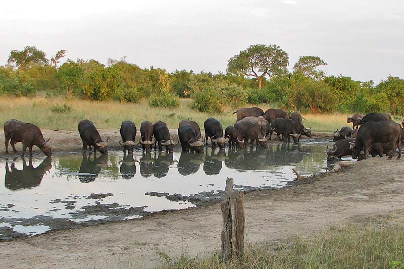 Cape Buffalo