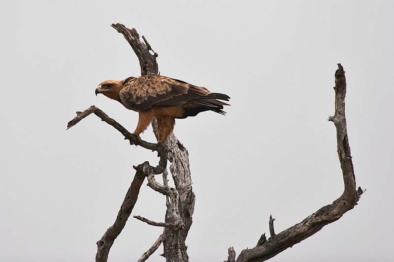 Tawny Eagle