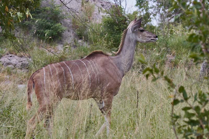 Female Kudu