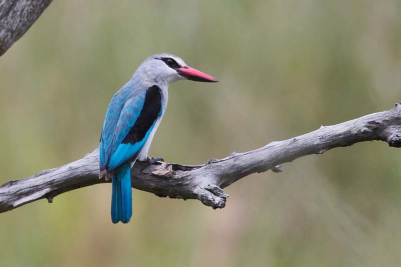 Woodland Kingfisher