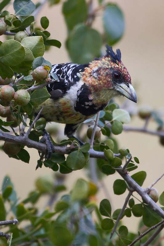 Crested Barbet