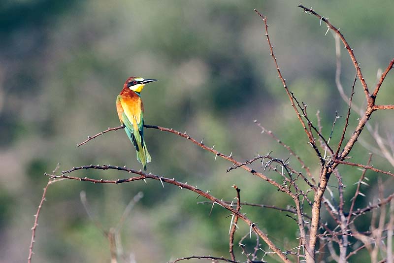 European Bee-eater