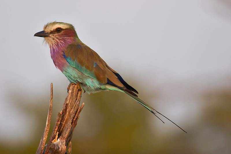 Lilac-breasted Roller